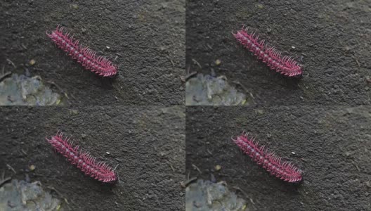 热带雨林中令人震惊的粉红色千足虫。高清在线视频素材下载