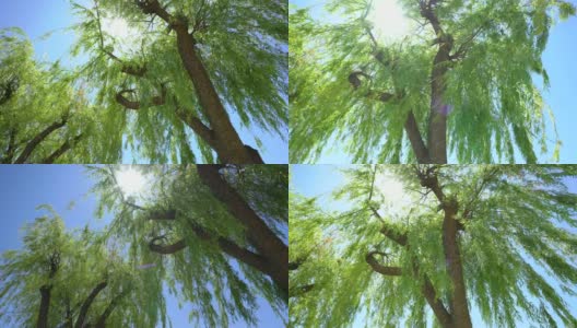 公园里有柳树高清在线视频素材下载
