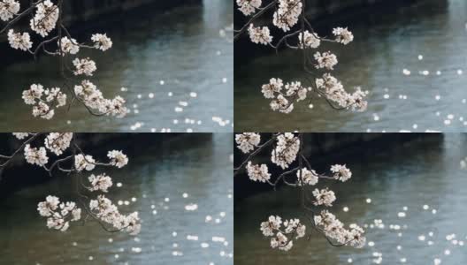 目黑河中的樱花高清在线视频素材下载