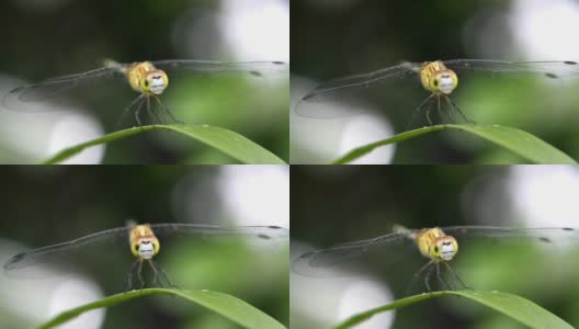 蜻蜓在叶高清在线视频素材下载