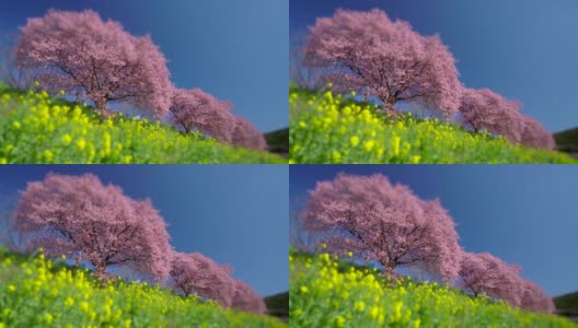 下嘉摩河边盛开的川崎樱花树和油菜花高清在线视频素材下载