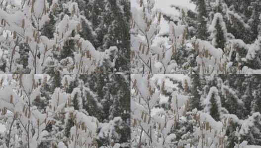 在拉克鲁萨的森林里，雪花落在树枝上高清在线视频素材下载