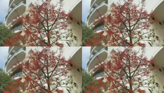 澳大利亚的Brachychiton acerifolius，通常被称为Illawarra火焰树，在夏天开花在一棵光秃秃的树上，它的亮红色的钟形花朵是一个壮丽的景象。特拉维夫。以色列高清在线视频素材下载