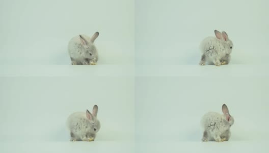 可爱的小兔子玩在白色背景复活节的概念高清在线视频素材下载