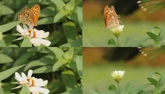飞蝶和蝴蝶在吮吸花蜜高清在线视频素材下载