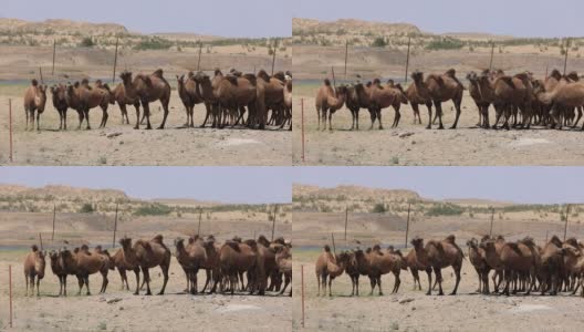 一群骆驼在沙漠中休息高清在线视频素材下载
