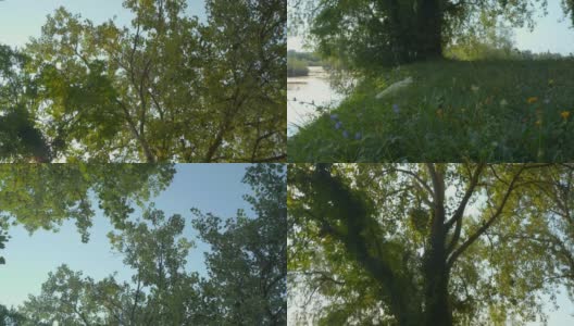 一棵巨大的绿叶树生长在河边，映衬着清澈的蓝天高清在线视频素材下载