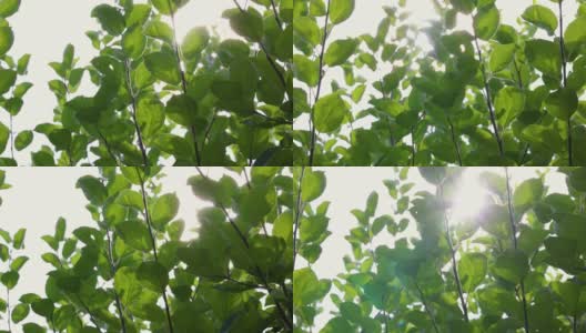 太阳耀斑在苹果树的叶子上高清在线视频素材下载