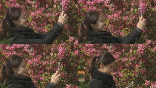 Asian people using smartphone  for take picture tulips flower  Keukenhof farm.  Spring Season高清在线视频素材下载