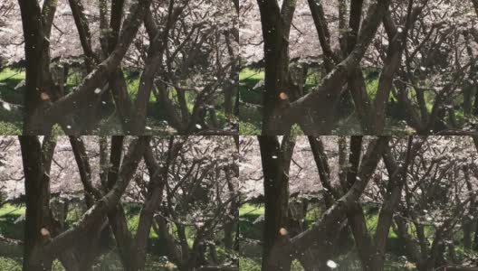 “Sakura-fubuki”(樱花)高清在线视频素材下载