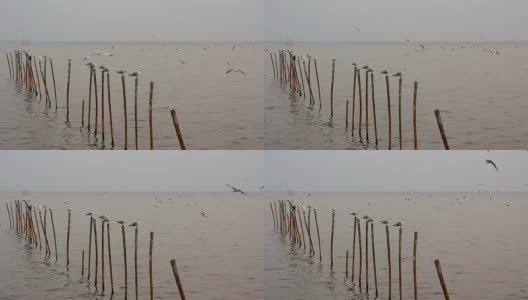 在泰国邦浦飞翔的海鸥高清在线视频素材下载
