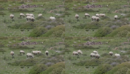 高清:羊盛宴。羊在田园的环境中享受盛宴。高清在线视频素材下载