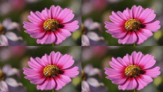 蜜蜂从Cosmos flower (Cosmos Bipinnatus)获得蜂蜜到蜂巢高清在线视频素材下载
