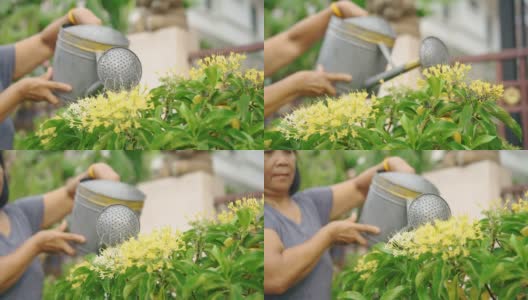 一位亚洲资深女士正在给树浇水。高清在线视频素材下载