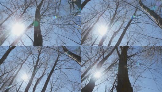 明亮的阳光透过树枝照进来。底部视图。相机运动高清在线视频素材下载