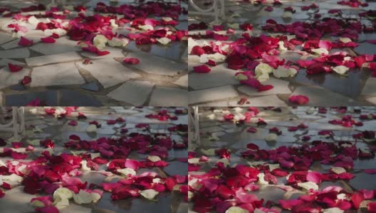 红色，白色，玫瑰花瓣躺在灰色沥青在阳光明媚的下午高清在线视频素材下载