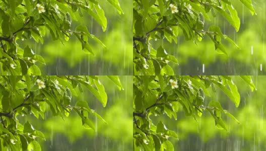 绿植上的雨高清在线视频素材下载