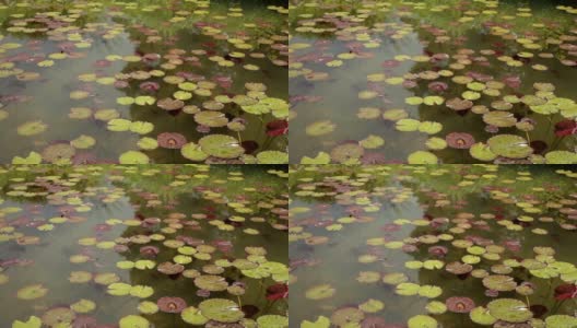 池塘里的睡莲高清在线视频素材下载