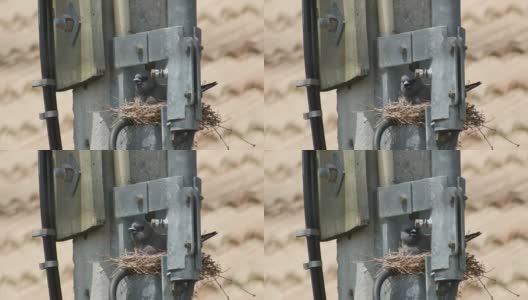 灰蒙蒙的木燕子在巢里高清在线视频素材下载