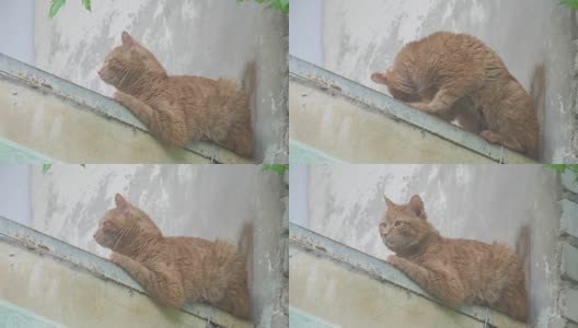 夏天老红猫坐在家里的阳台上。宠物贫困概念高清在线视频素材下载