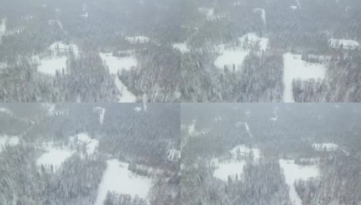 白雪覆盖的针叶林顶视图。夹。在冬天顶视图被雪覆盖的森林高清在线视频素材下载