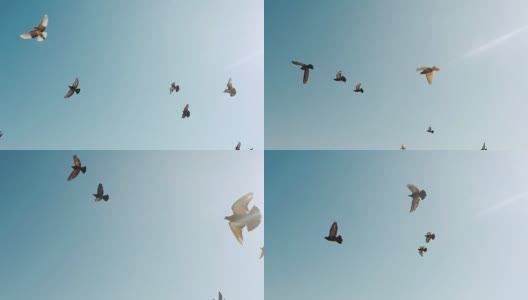 群鸽子。一群鸟迎着天空飞翔。慢镜头120帧/秒高清在线视频素材下载