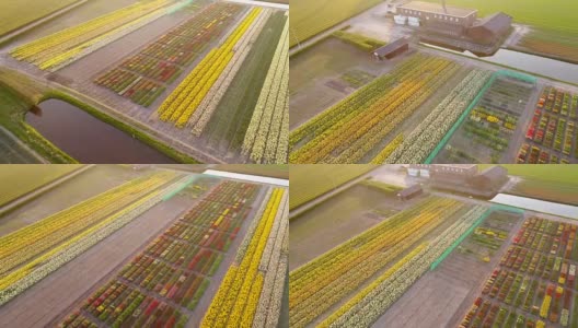 鸟瞰荷兰利塞的郁金香花丛。高清在线视频素材下载