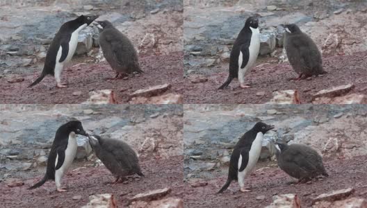 喂养阿德利企鹅的幼崽高清在线视频素材下载