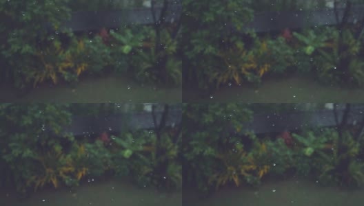 慢镜头:闪亮的水滴落在美丽的异国情调的草木上。高清在线视频素材下载