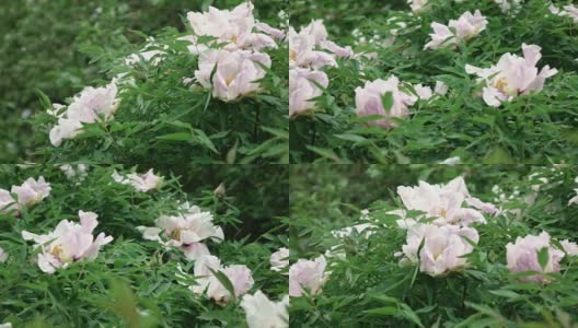 在阴天的夏天，盛开的粉红色大牡丹花丛。全景慢速视频从左到右。全高清视频，240fps, 1080p。高清在线视频素材下载