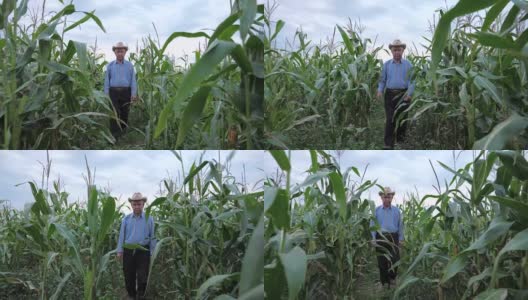 上了年纪的农民在一个牛仔帽穿过玉米田，前视图高清在线视频素材下载