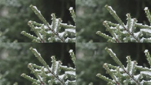松树的树枝被雪覆盖着，在吹来的风中晃动着，映衬着白色的背景高清在线视频素材下载