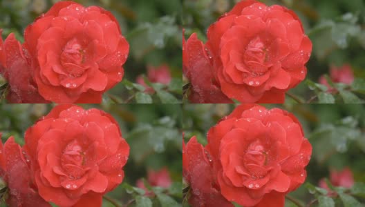 美丽的红玫瑰与水珠高清在线视频素材下载