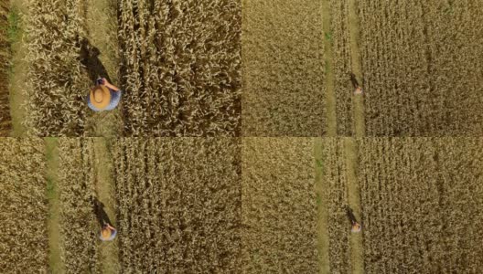Zoom Man Hat在年轻的麦田和检查作物。鸟瞰图直接上方的农民监测他的小麦平板。麦田农民景观自然农业生长无人机拍摄人。高清在线视频素材下载