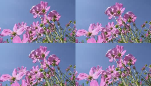 宇宙花丛中粉红的小花随风摇曳，大自然的花朵。高清在线视频素材下载