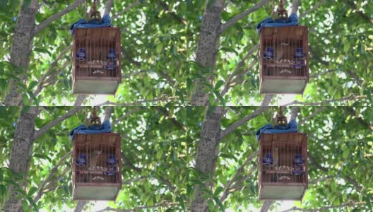 清晨，中国上海豫园附近的笼中鸟高清在线视频素材下载