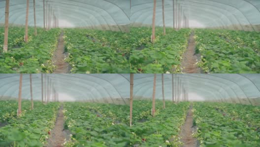 温室里的草莓高清在线视频素材下载