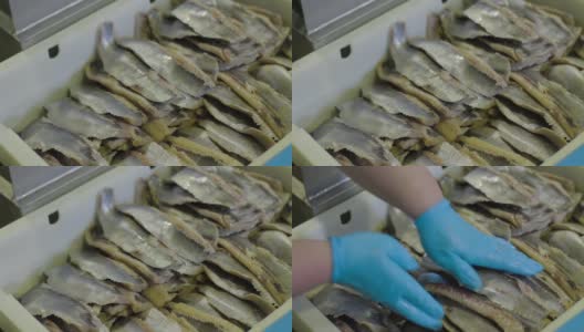 在一家家庭工厂里，工人正在分类新鲜的海鱼。背切鱼骨并分离鱼片，去除内脏。高清在线视频素材下载