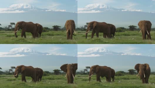 大象在乞力马扎罗山下吃草高清在线视频素材下载