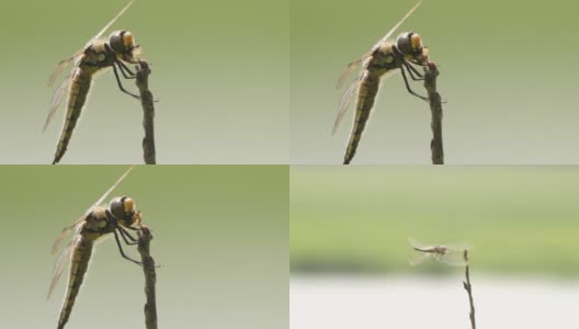 四斑羚(Libellula quadrimaculata) -兴安自然保护区高清在线视频素材下载