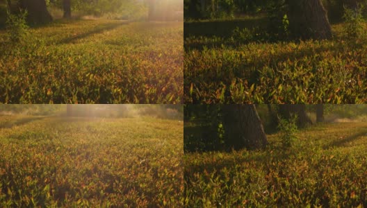 神奇的秋天草坪上有五颜六色的红色和绿色的草。森林里美丽的夏日早晨。阳光从壮丽的树木的枝叶中照射出来。宁静的自然背景。新鲜的空气。高清在线视频素材下载