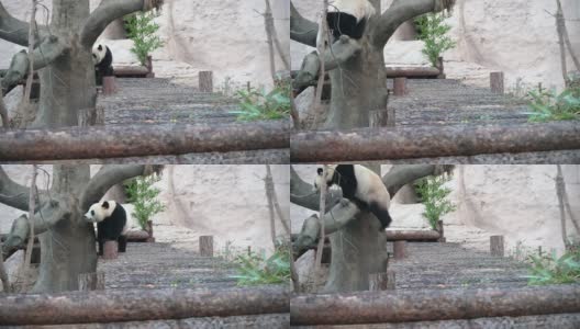 一只快乐的熊猫散步，玩得很开心高清在线视频素材下载