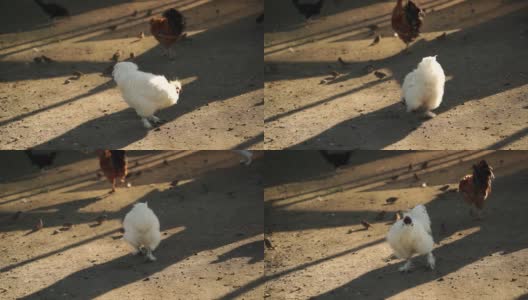在一个阳光明媚的日子里，白公鸡在鸡舍里，慢镜头高清在线视频素材下载