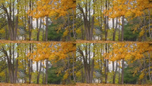 秋天五颜六色的背景，秋天的背景。秋天的树叶在树上高清在线视频素材下载