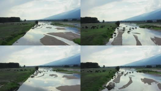 一群在河边吃草的黑水野牛。高清在线视频素材下载