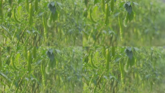 辣椒农业农田灌溉系统高清在线视频素材下载