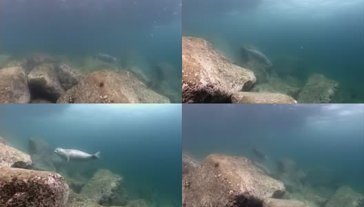 灰白色的海豹在太平洋冰冷的泥水中游泳，在岩石底部的草和海藻灌木丛中寻找食物。高清在线视频素材下载