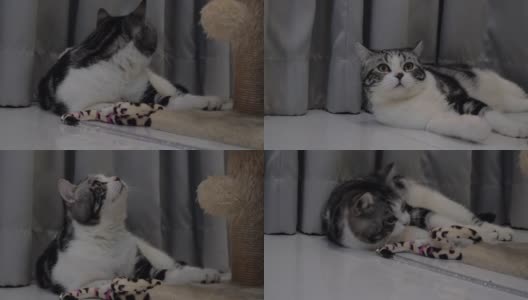 两只可爱的黄眼睛虎斑猫在客厅玩他的玩具高清在线视频素材下载