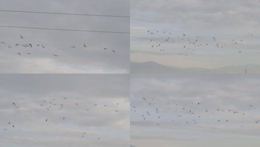 一群鸽子在慢动作中飞翔高清在线视频素材下载