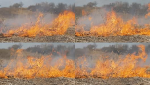 白天田野里有一场可怕危险的野火。燃烧干草草。自然界的一大片区域正在燃烧。高清在线视频素材下载
